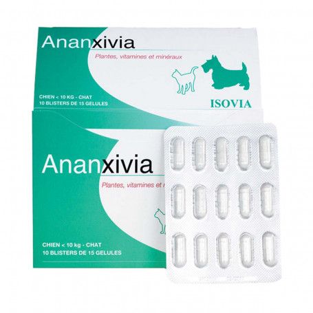 Ananxivia Chat/Petit chien