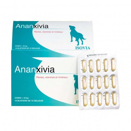 Ananxivia Grand chien
