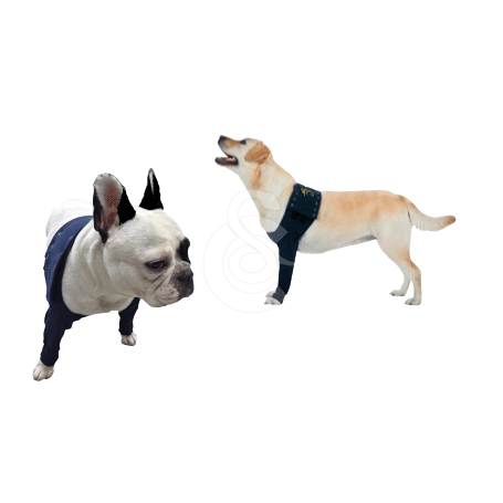 Manche antérieure double Pet Shirt pour chien - 3XS - Lg : 11 cm - Tour de poitrail : 27 - 33 cm (Bleu)
