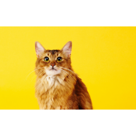 Conseil anti-parasitaire chez le Chat - Elanco