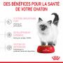 Cat Kitten Royal Canin