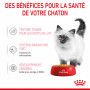 Cat Kitten Royal Canin Emincé en gelée Sachet repas