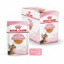 Cat Kitten Sterilised Royal Canin Emincé en gelée Sachet repas