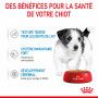 Dog Puppy Mini Sachet repas