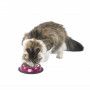 Gamelle en inox laqué pour chat