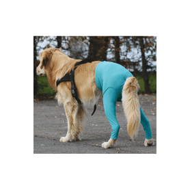 Gilet Protection arrière VetMedCare pour chien