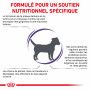 Dog Dental Small Dog Veterinary Health Nutrition