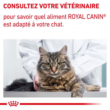 Croquette chat Royal Canin : la qualité vétérinaire - Wanimo