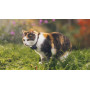 GPS Tractive Cat Mini pour chat