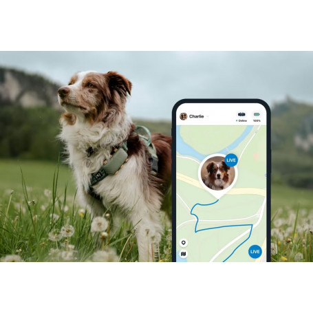 GPS Tractive Dog XL pour chien, suivi de l'activité du chien