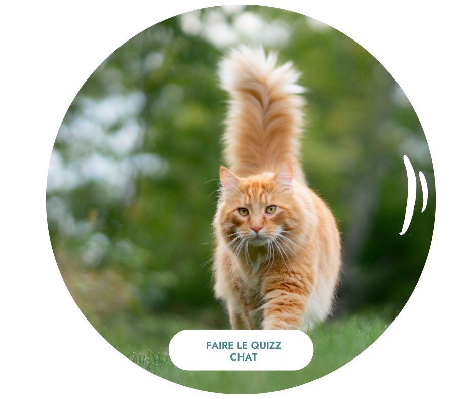 Quizz du chat