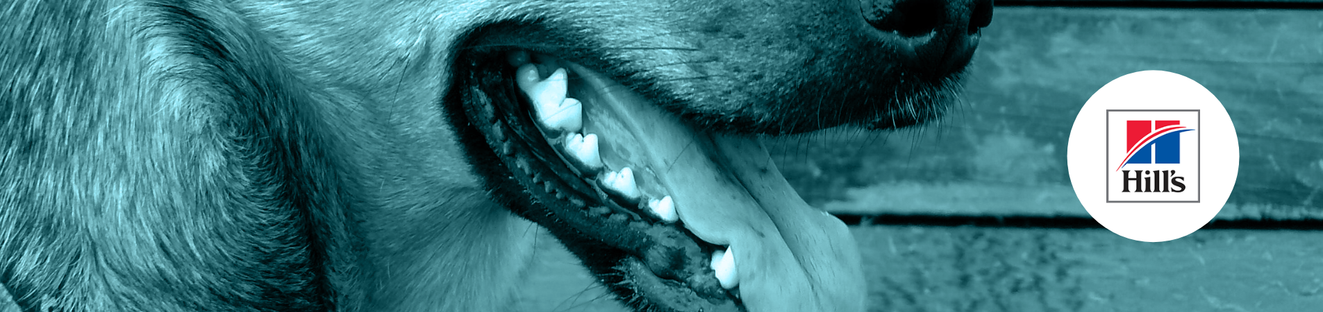 Conseils pour prendre soin de la santé bucco-dentaire de votre animal