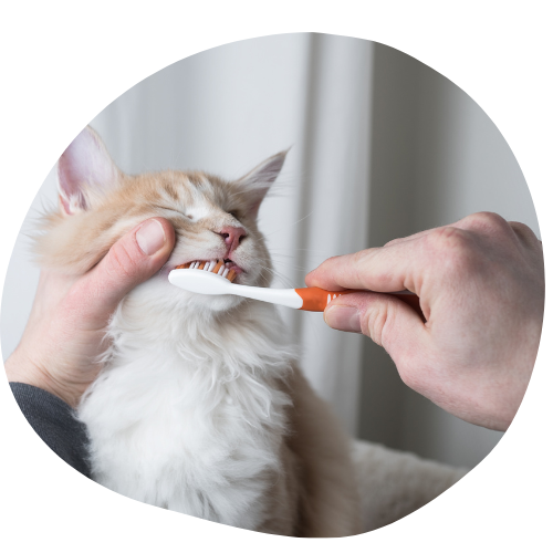 chat qui se brosse les dents
