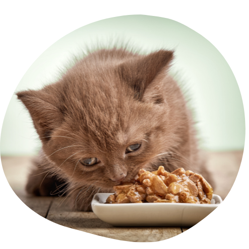 Chaton qui mange de la pâtée