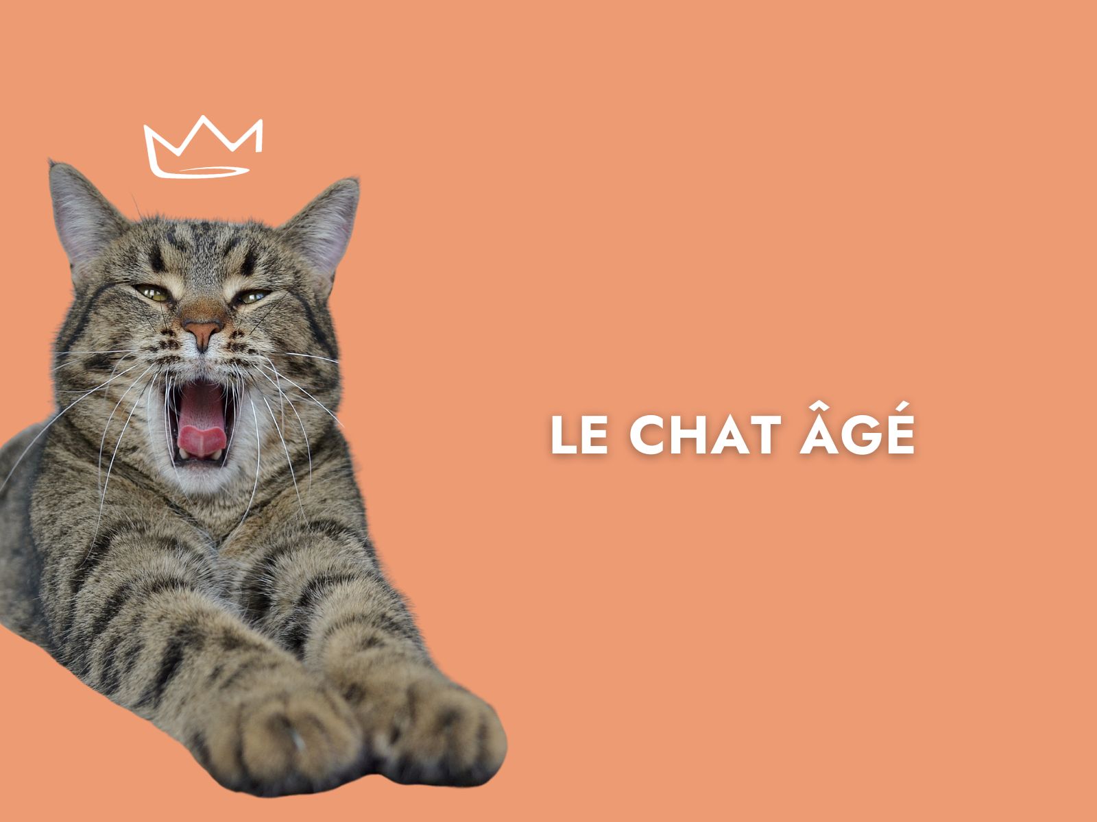 chat sur fond orange