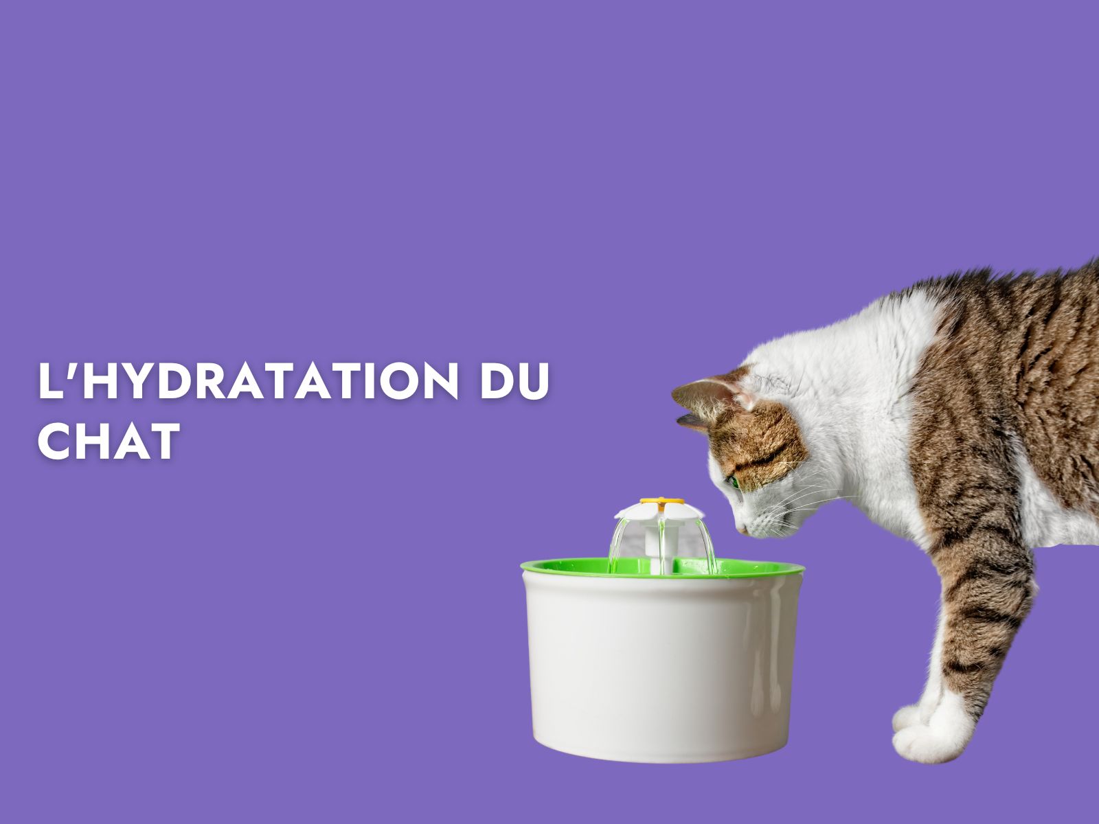 Chat sur fond violet