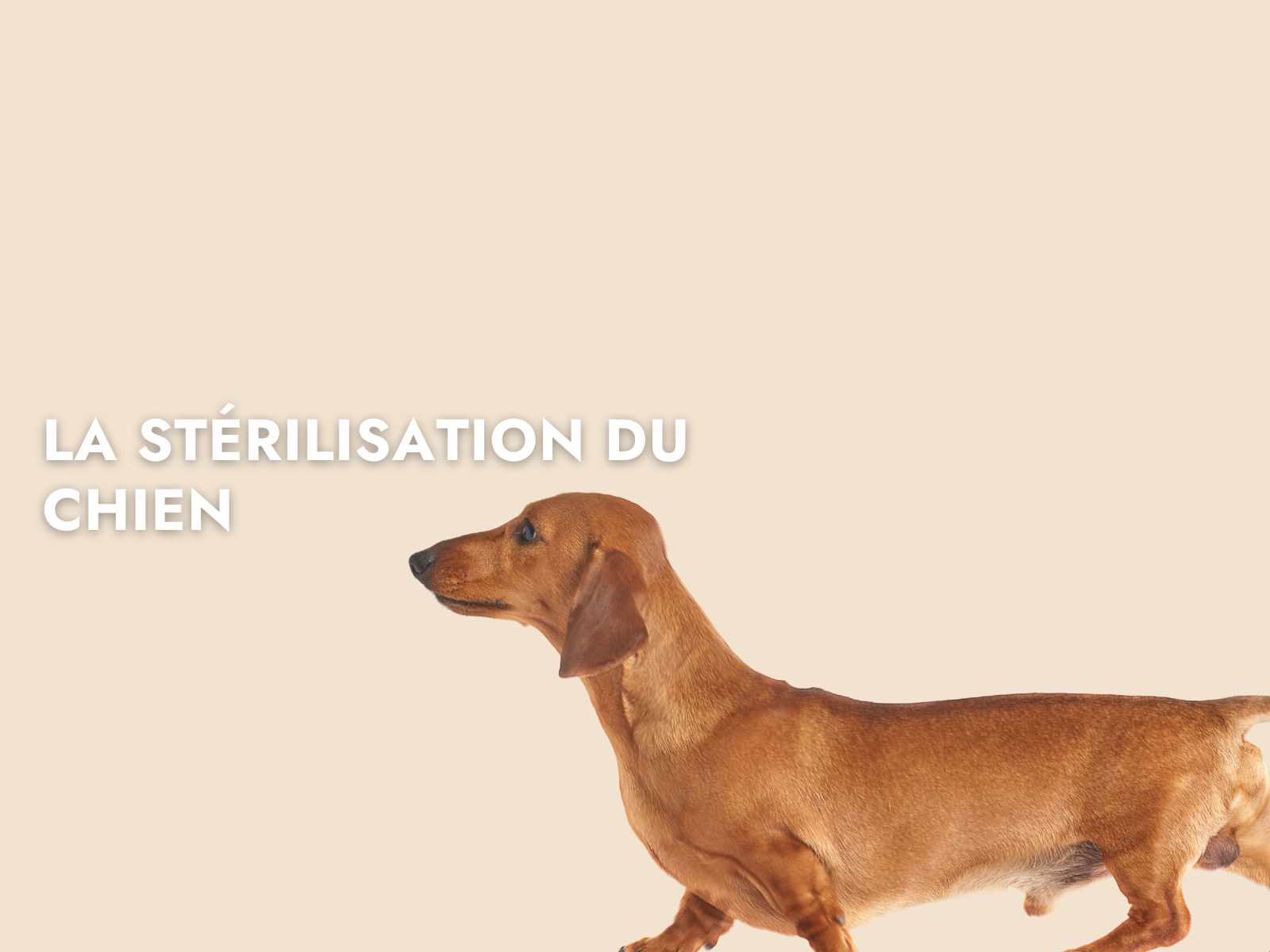 Chien sur fond beige