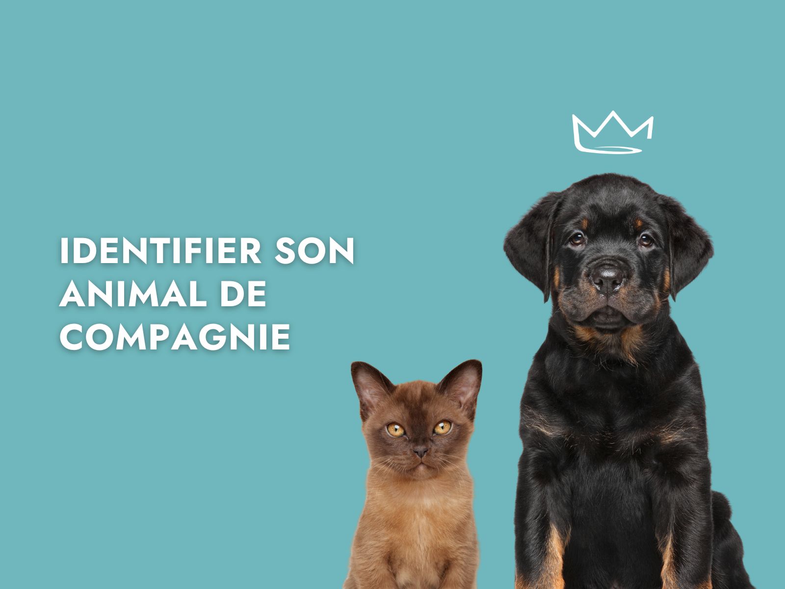 Identifier son animal de compagnie