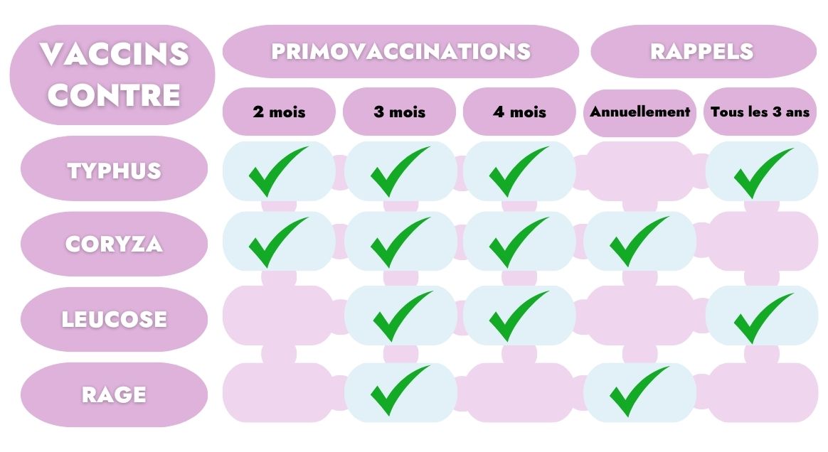 Calendrier de rappel des vaccins des chats