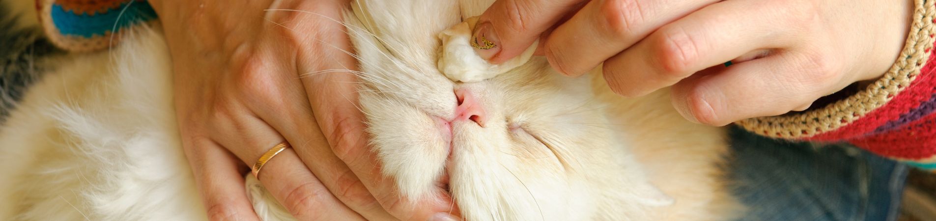 Une personne qui nettoie l'oeil d'un chat