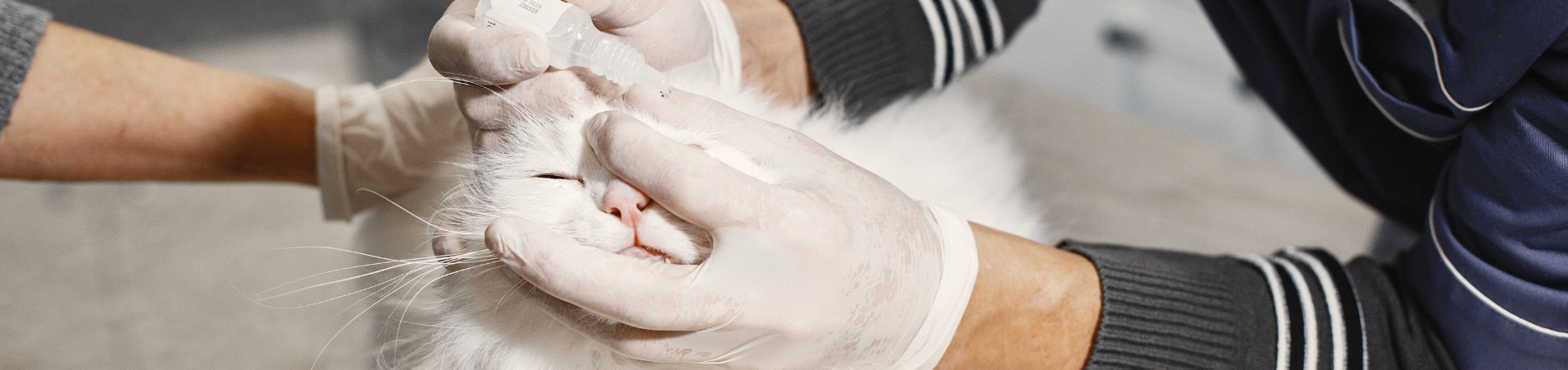 Un vétérinaire qui inocule des gouttes de nettoyant dans l'oeil d'un chat