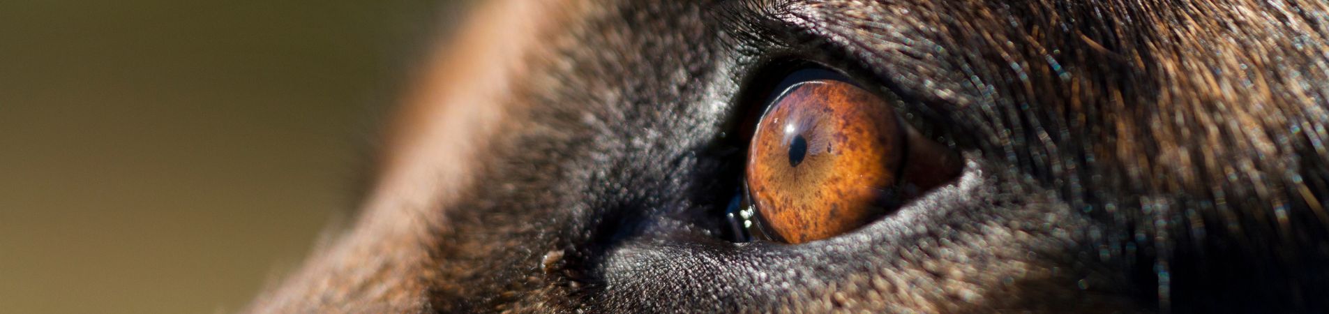 Gros plan sur le regard d'un chien