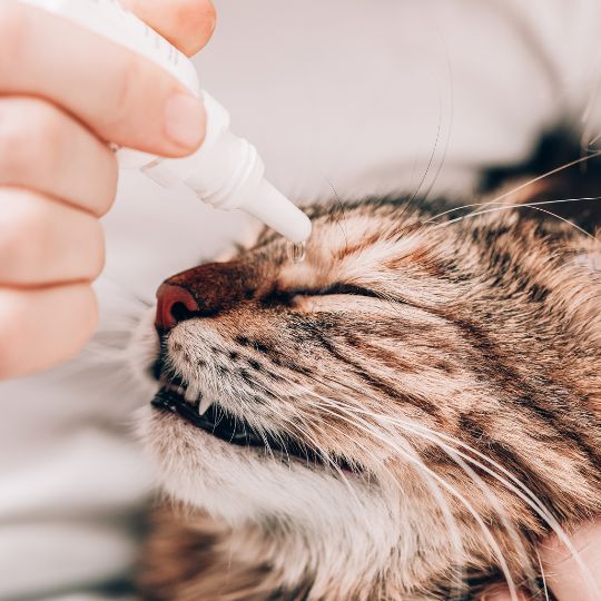 Une personne qui met des gouttes de nettoyant dans l'oeil d'un chat