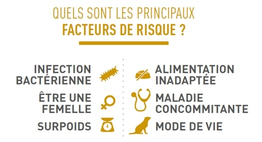 Principaux facteurs de risque du chien