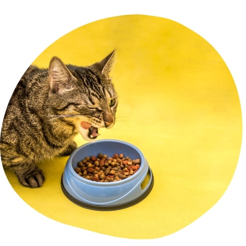 chat devant une gamelle de croquette sur fond jaune