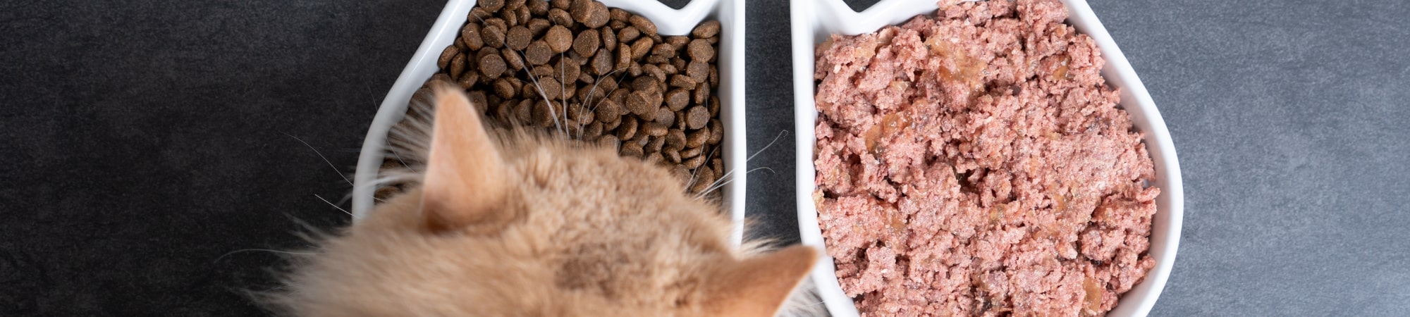 chat qui mange des croquettes et de la pate