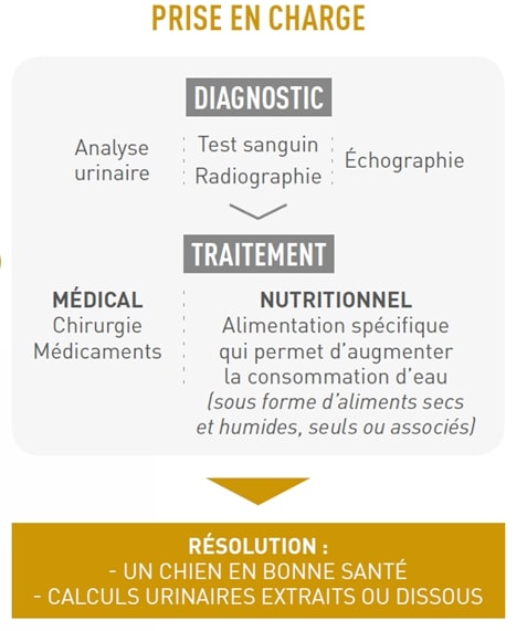 Les étapes de la prise en charge de votre animal pour une analyse urinaire