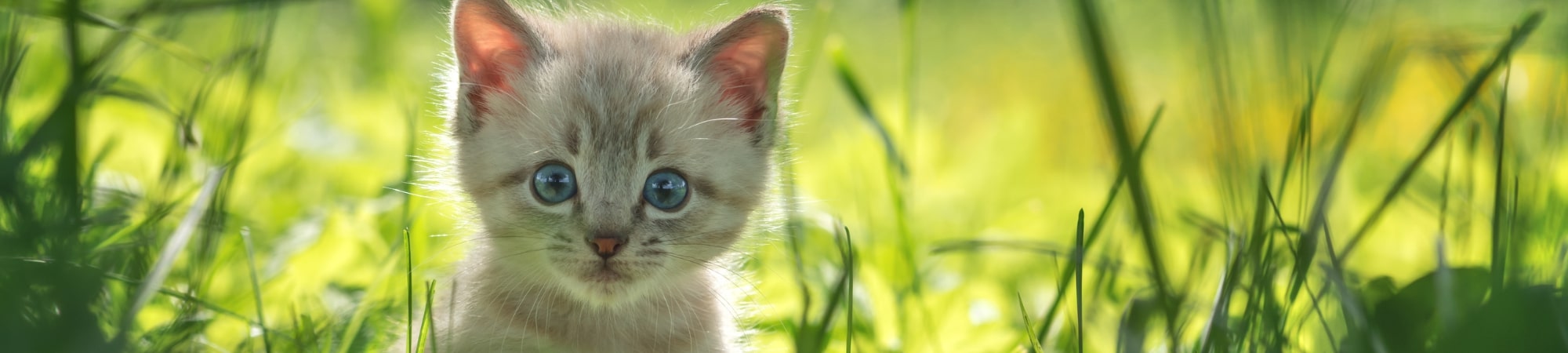 Chaton yeux bleus dans l'herbe