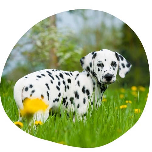 Petit dalmatien dans l'herbe