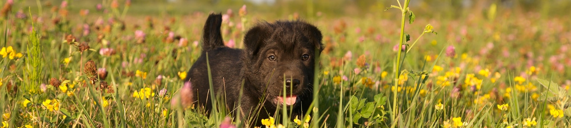 Chiot mignon dans les fleurs et les herbes hautes