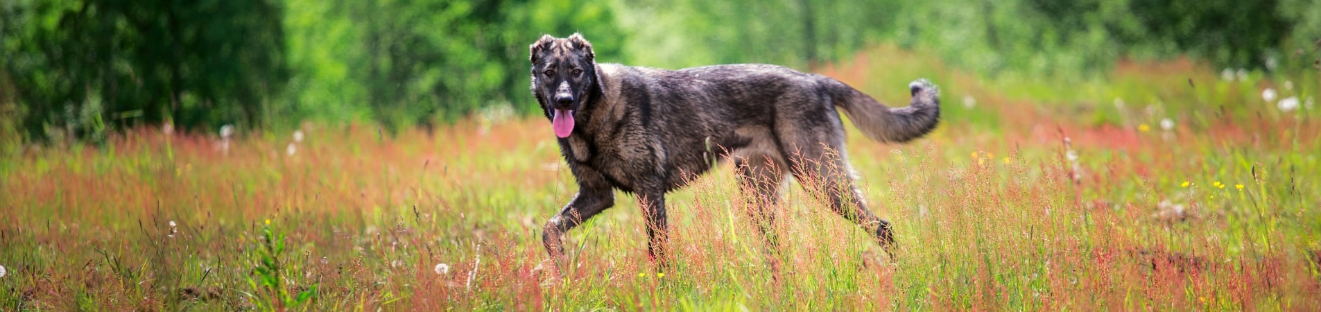 chien dans les herbes hautes