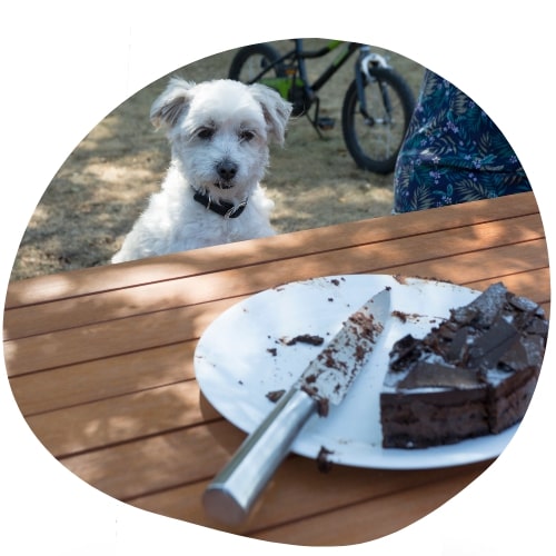 chien devant un gateau au chocolat
