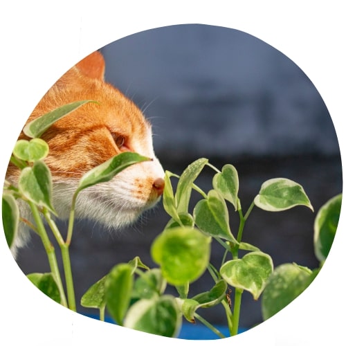 chat qui respire des plantes vertes