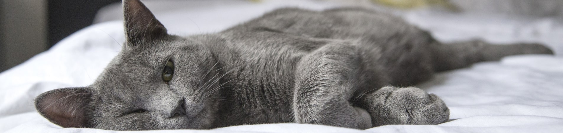 chat gris allongé