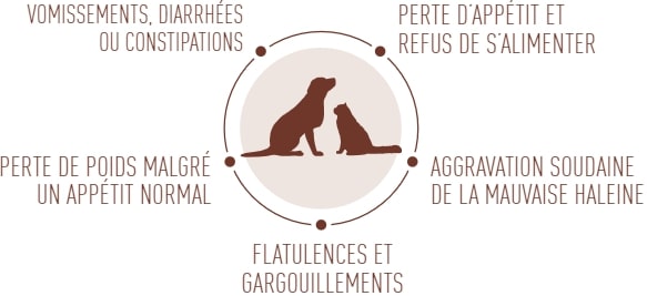 infographie royal canin gastro intestinal