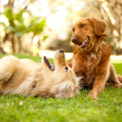deux chiens qui jouent dans l'herbe