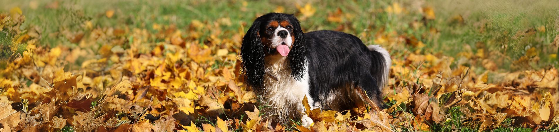 Cavalier King Charles debout dans de l'herbe et des feuilles mortes