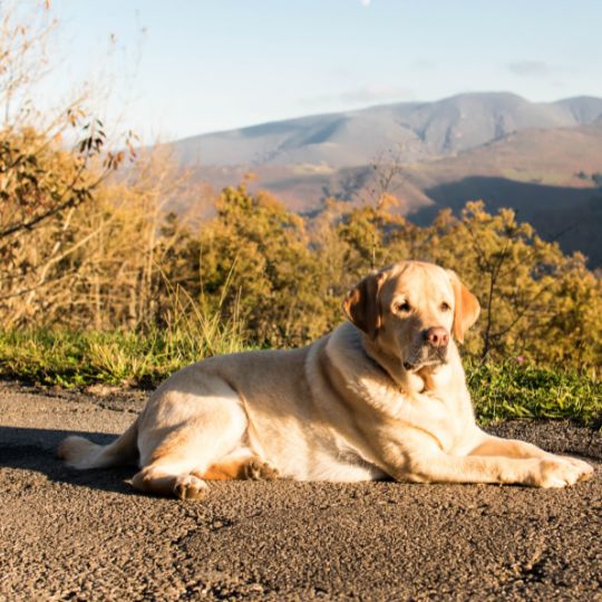 Labrador en surpoids