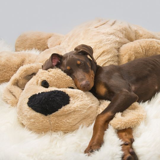 Doberman allongé sur une peluche géante
