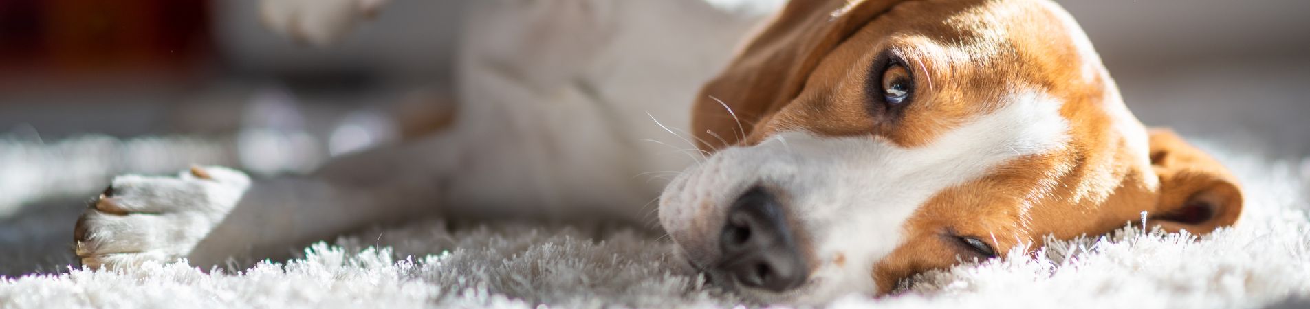 Beagle allongé