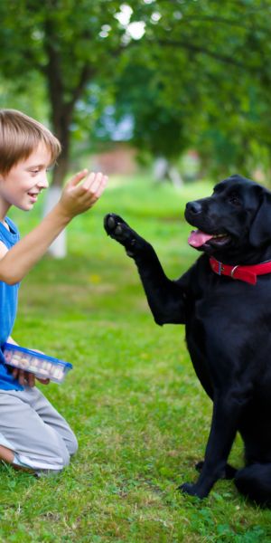 Un labrador noir qui donne la patte à un enfant