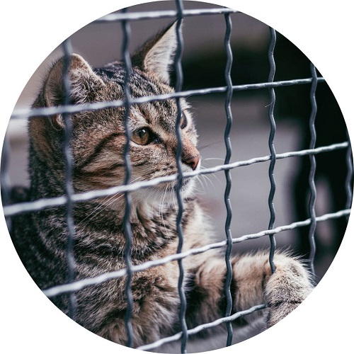 Chat dans une cage