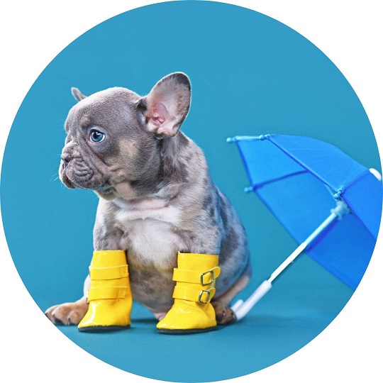 Chiot avec un parapluie