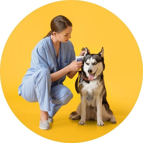 Un chien qui se fait brosser par une femme