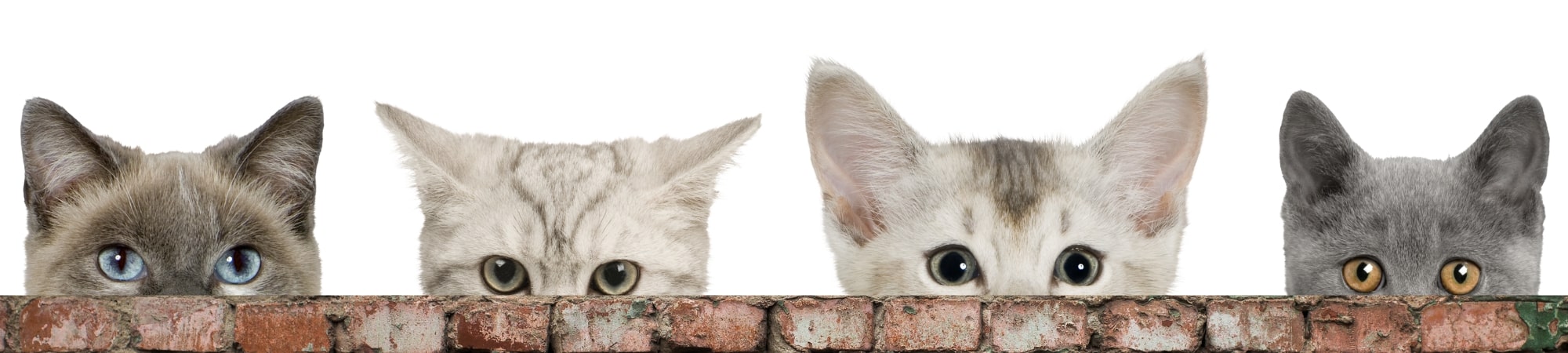têtes de chats avec des gros yeux