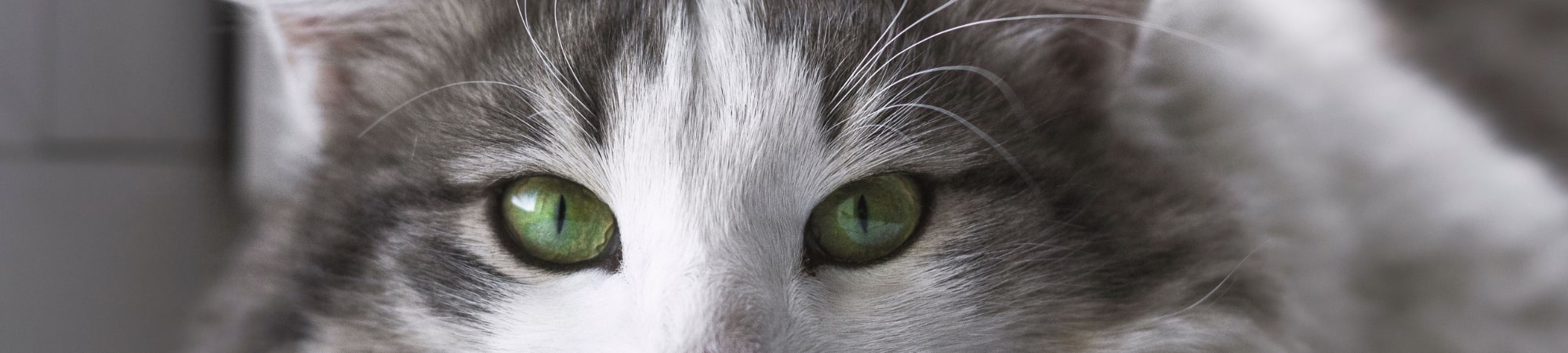 yeux vert de chat